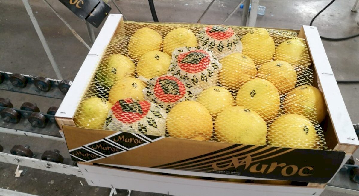 Citrons, citrons marocains,
