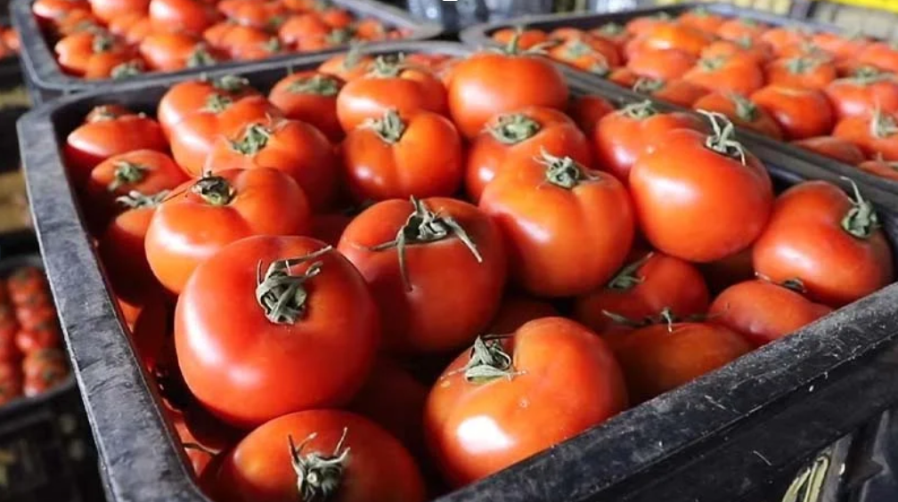 tomates, Maroc, Espagne, agriculture, agro-industrie, Exportations de tomates, 
