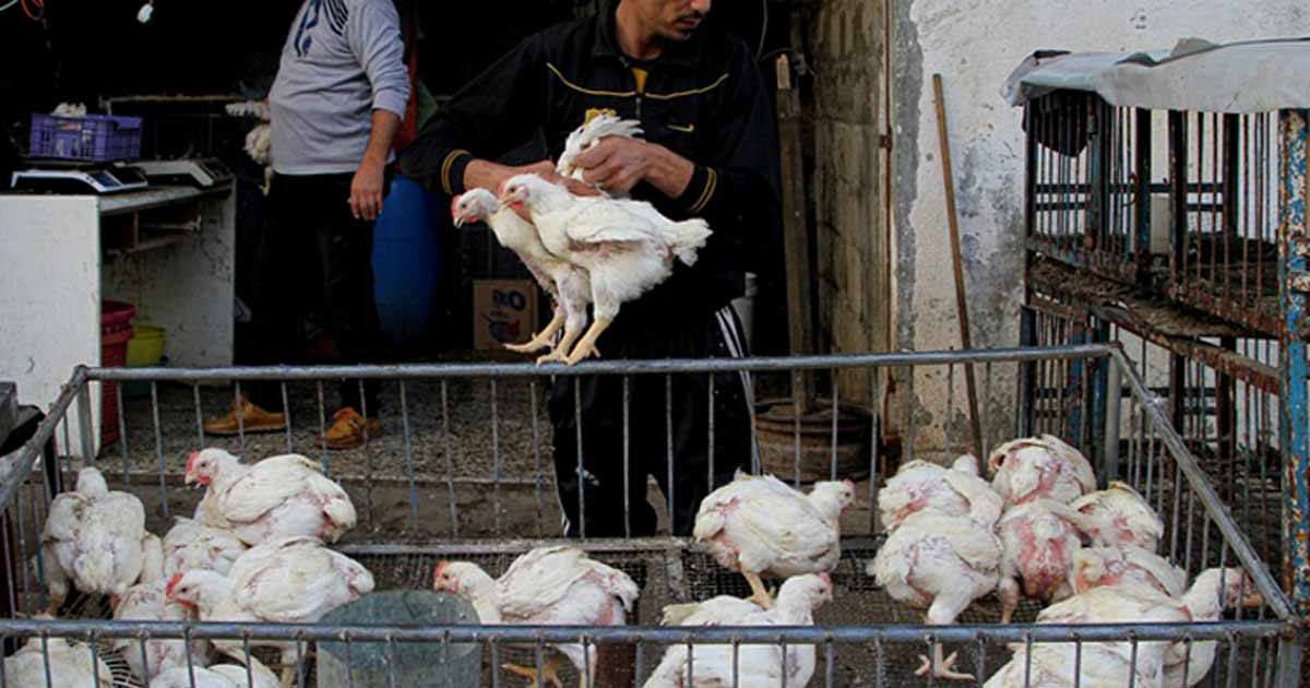 Tanger : 25 ans de prison pour un homme ayant tué un vendeur de poulet à cause d’une simple poule