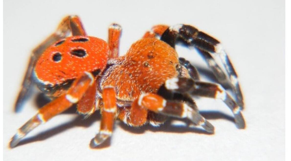 Araignée, Araignée coccinelle,