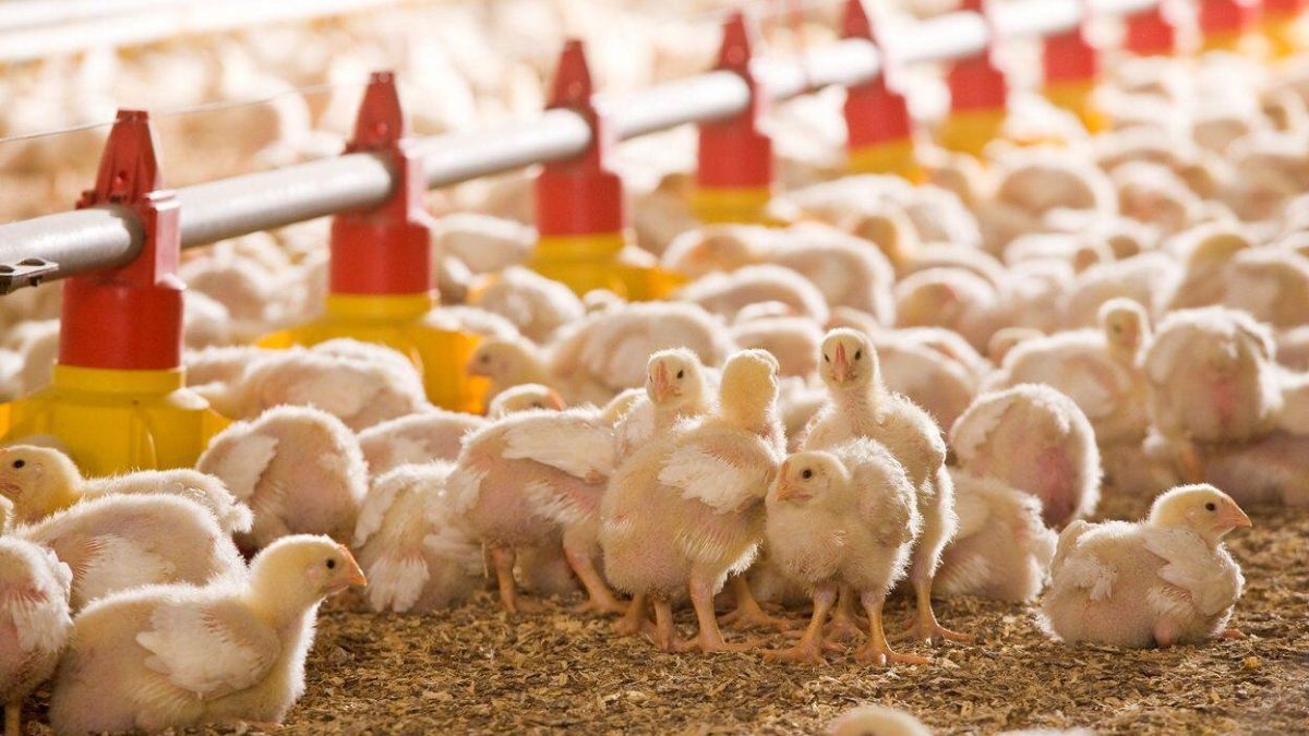 Poulet APV