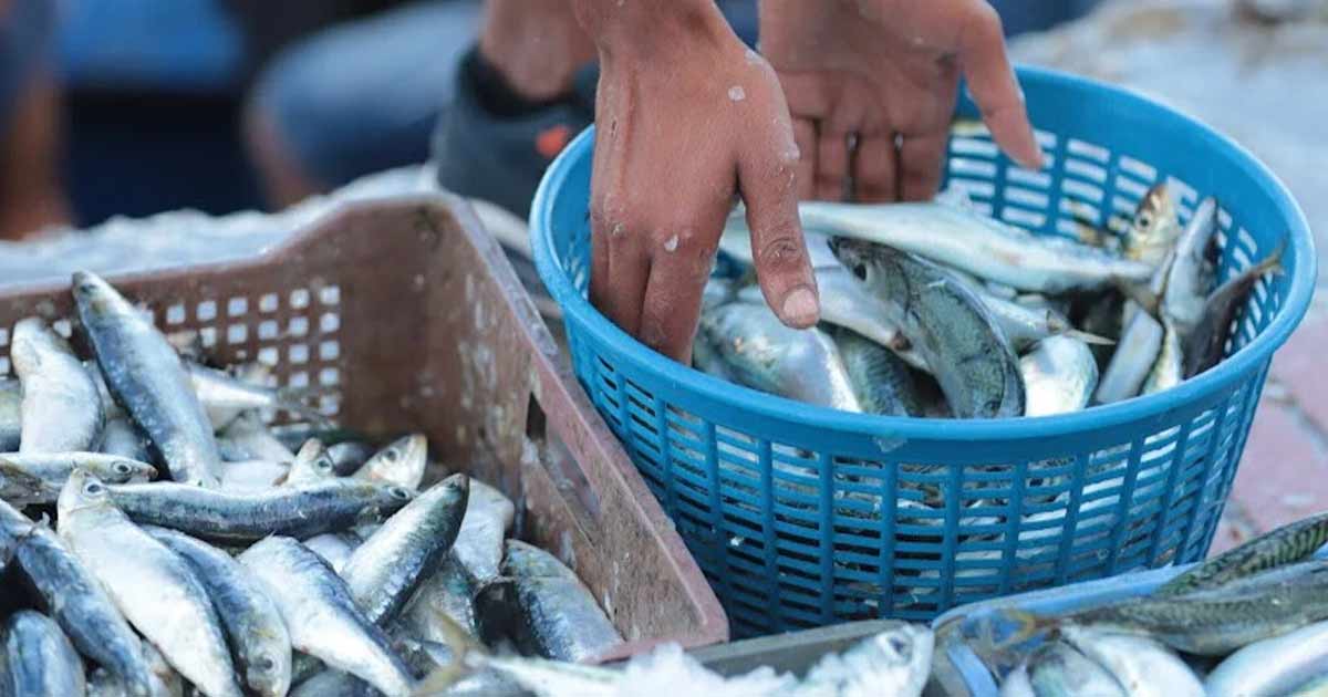 Sardine : le Maroc met en place des mesures pour stabiliser les prix avant le Ramadan