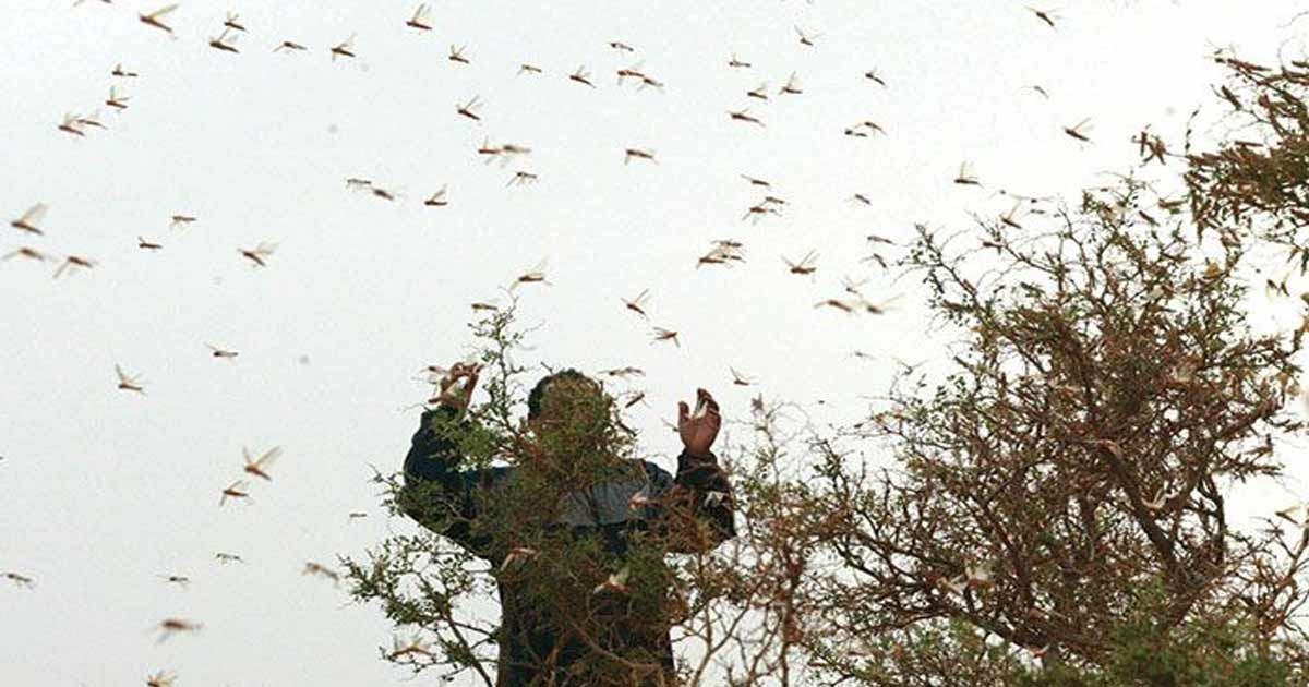 Criquets pèlerins : des essaims signalés près de Tan-Tan, risque de reproduction accélérée dans le sud du Maroc