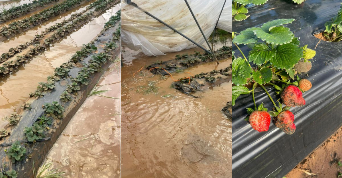 Fruits rouges endommagés par les inondations au Maroc