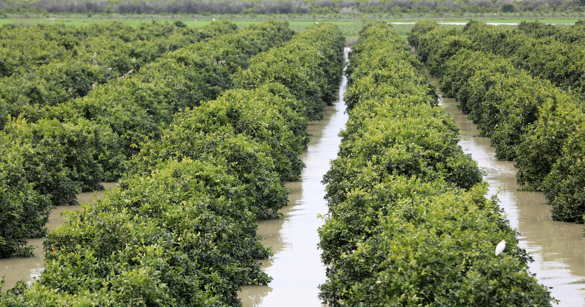 Inondations exploitations agricoles