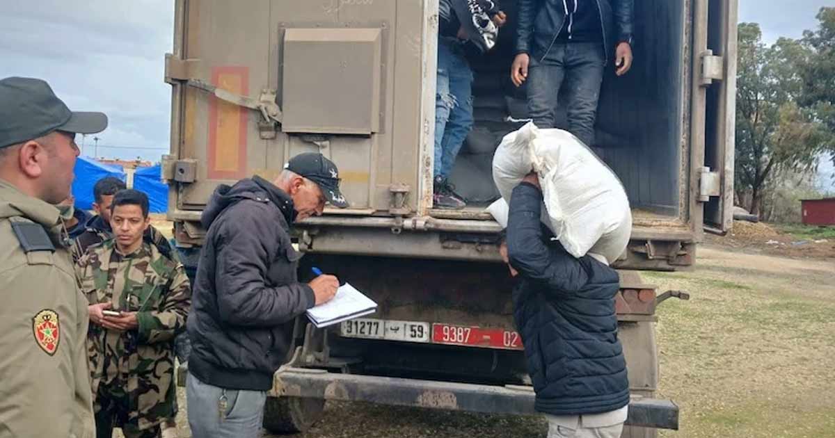 Ksar El Kébir : distribution d’aliments pour bétail aux agriculteurs affectés par les inondations
