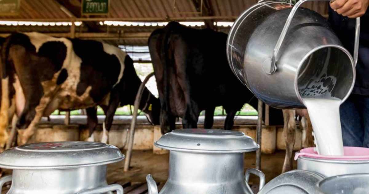 Importations, cherté des aliments et crise structurelle : la filière laitière marocaine sous pression
