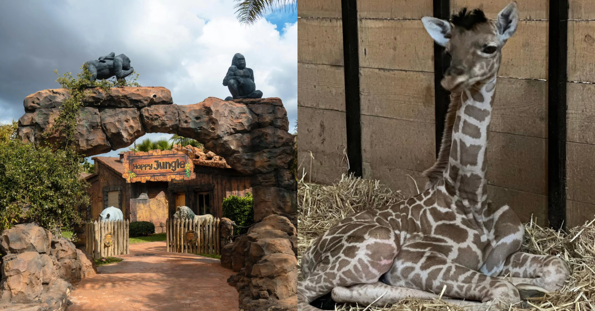 Naissance d'un Bébé girafe à Mohammedia