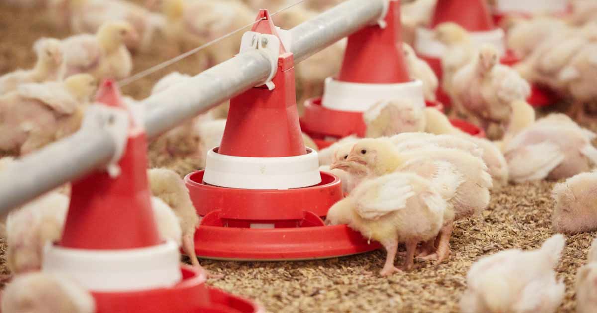 La filière des viandes blanches au bord de la rupture : producteurs en perte malgré des prix élevés en magasin