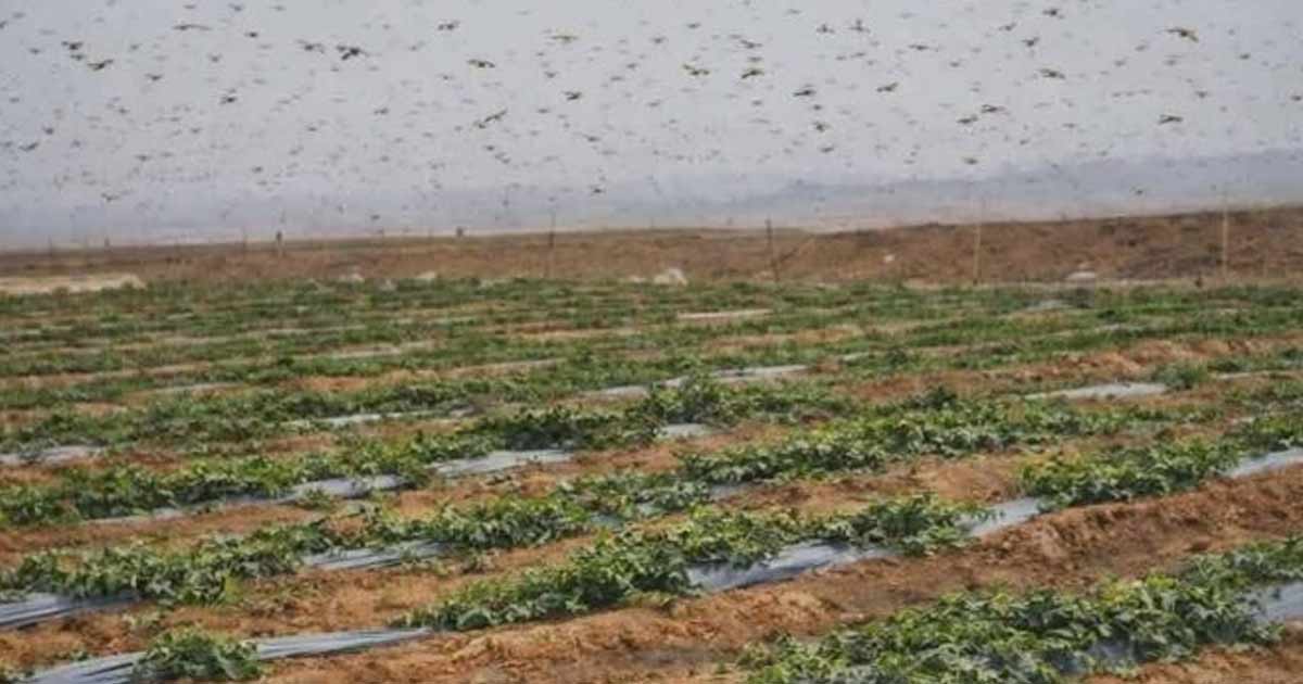La FAO alerte sur un risque de recrudescence des criquets pélerins au Maroc