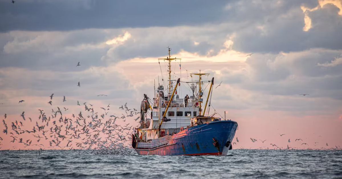 Pêche, Boujdour, ONP, port de Tanger,