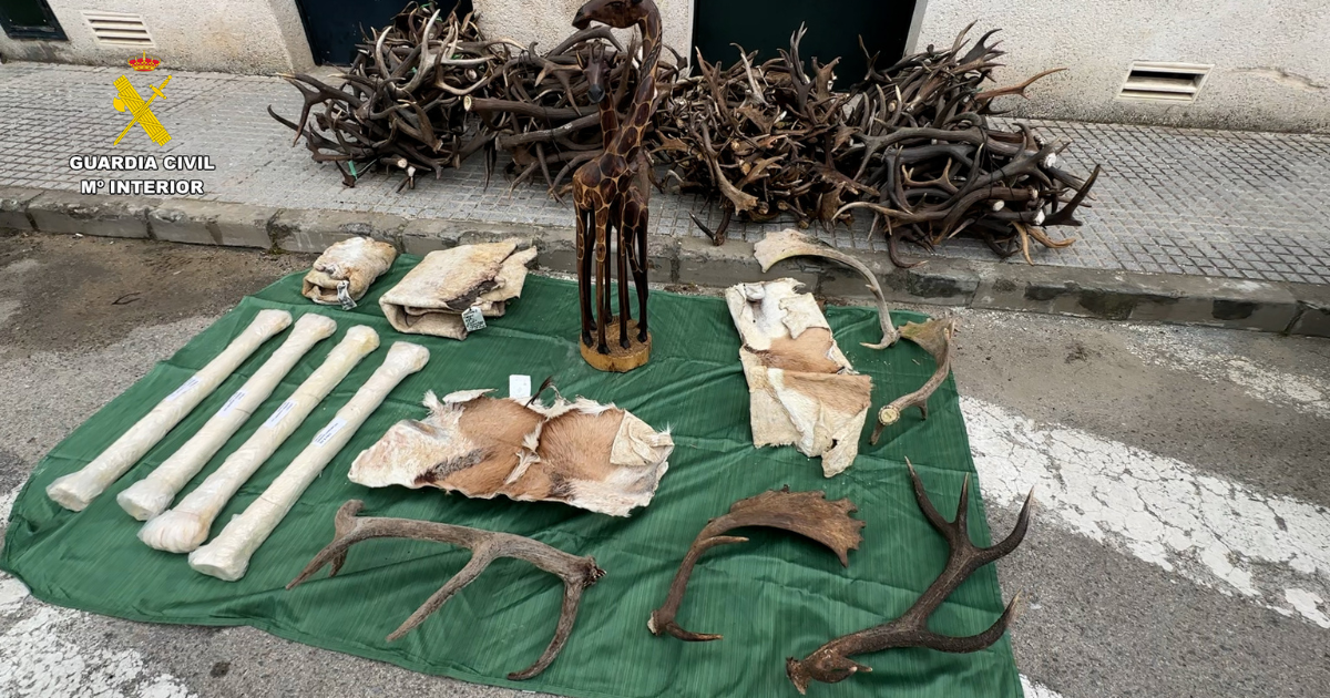 Pièces d'animaux protégés saisi en Espagne