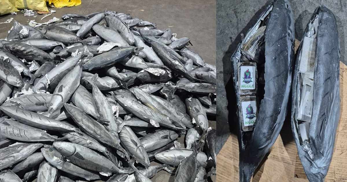 Trafic de drogue déjoué à Tanger Med : 3,9 tonnes de résine de cannabis cachées dans du poisson
