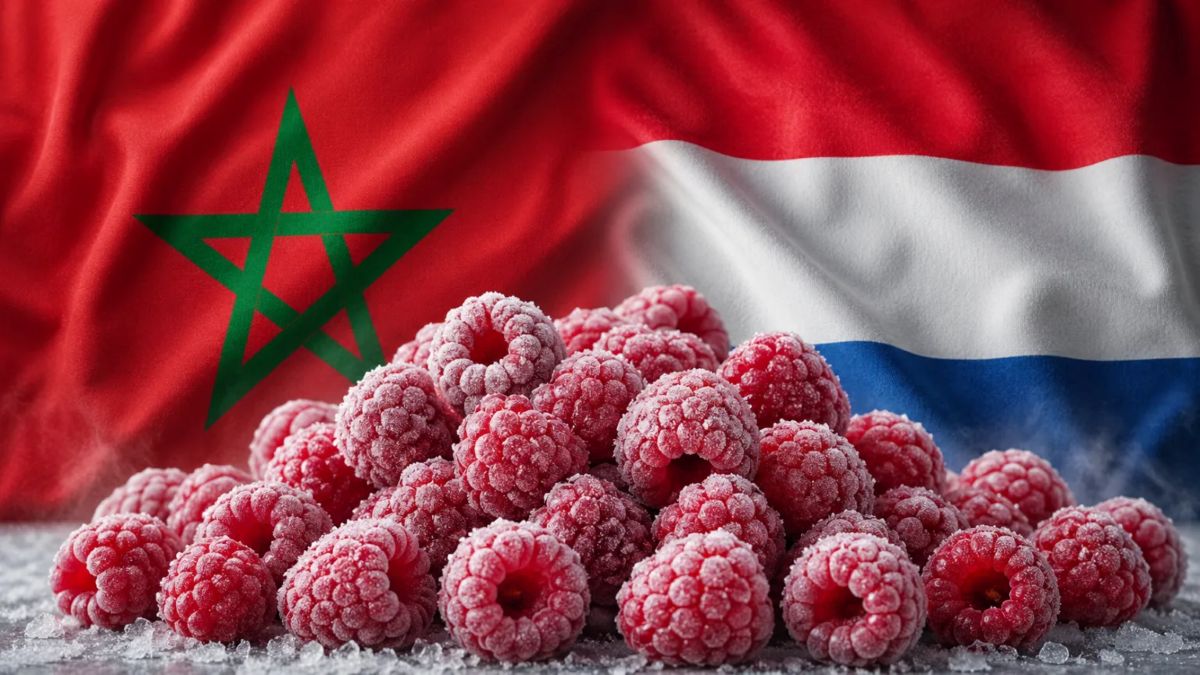 Framboises surgelées Maroc