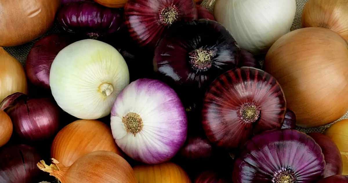 Maroc : l’oignon local à 18 DH/kg, l’espagnol s’impose comme alternative moins chère