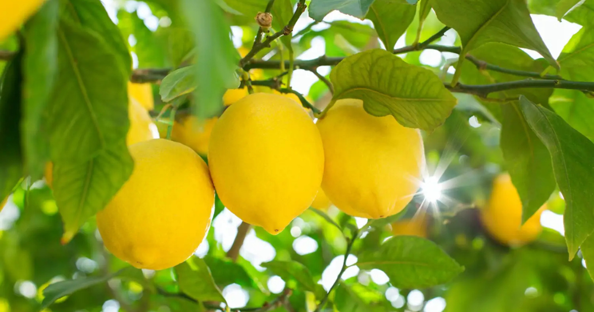 Exportations de citrons du Maroc