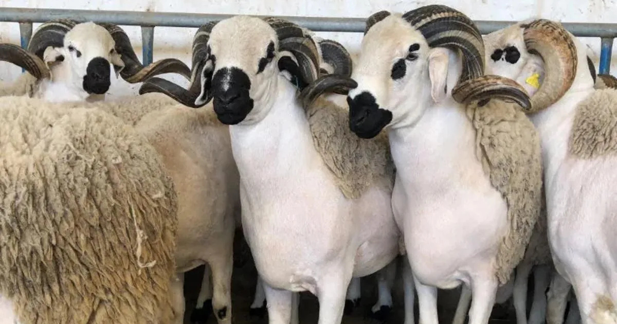 Moutons de l'Aïd Al-Adha