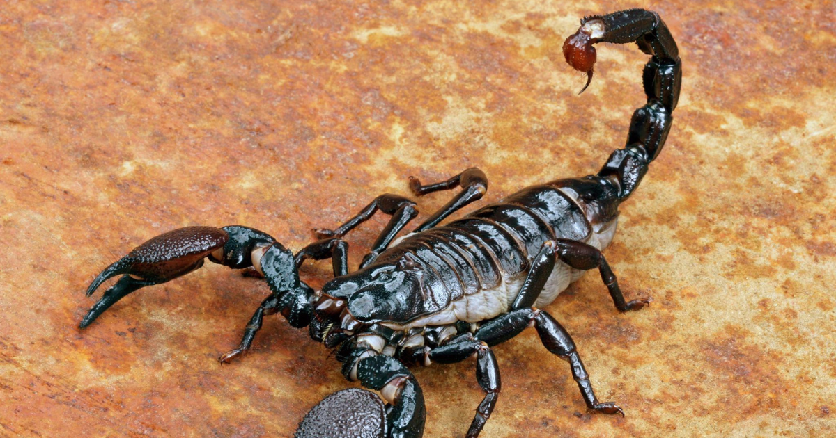 scorpions