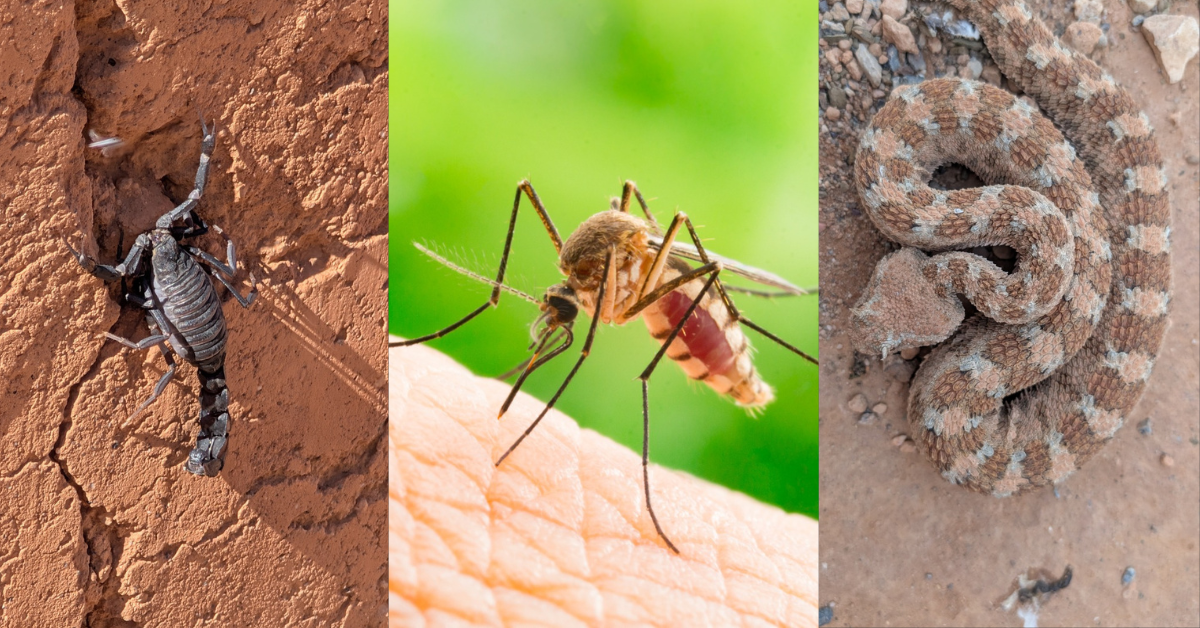 Scorpions, moustiques et serpents au Maroc_AM3Dphoto article